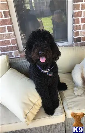 Labradoodle female dog